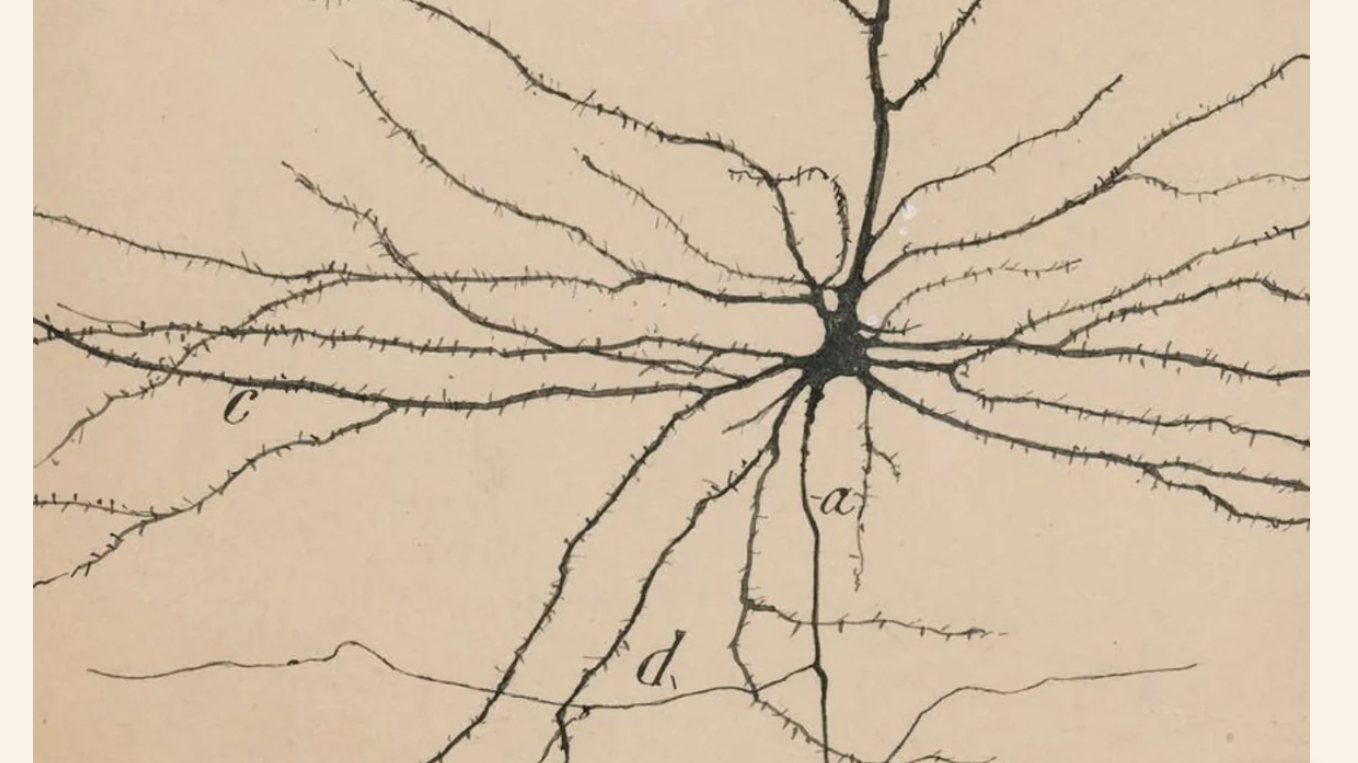 A historic drawing of a nerve cell and its branching fibres