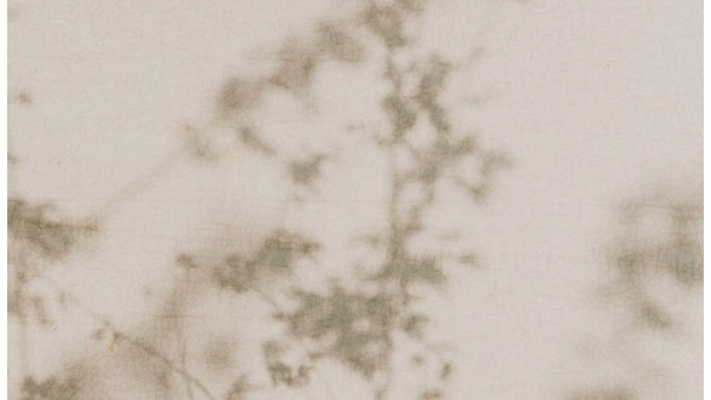 Soft branching plant shadows on a pale wall