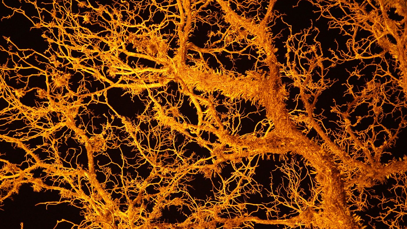 Golden branching neural structures against a dark background