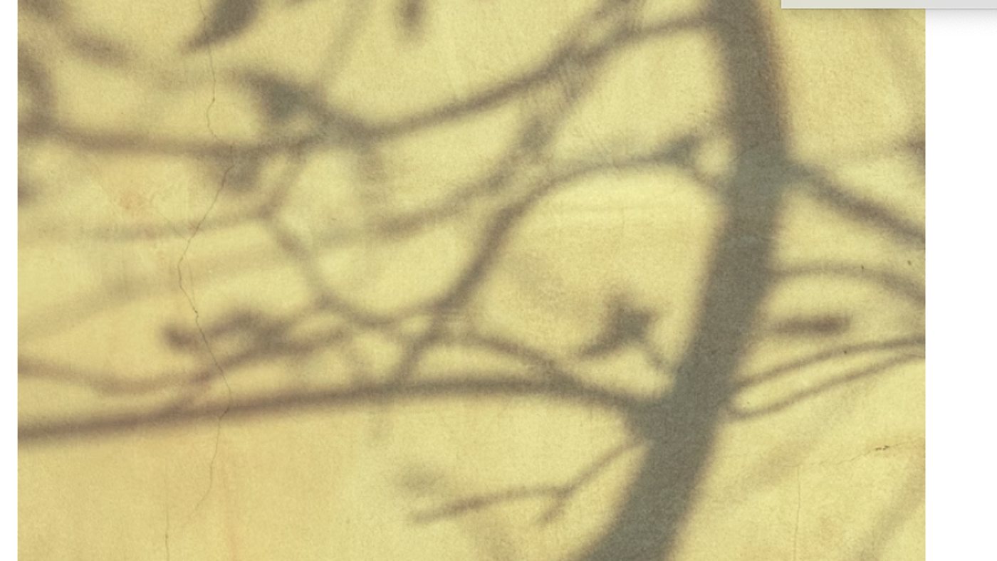 Tree branches silhouetted against warm yellow light