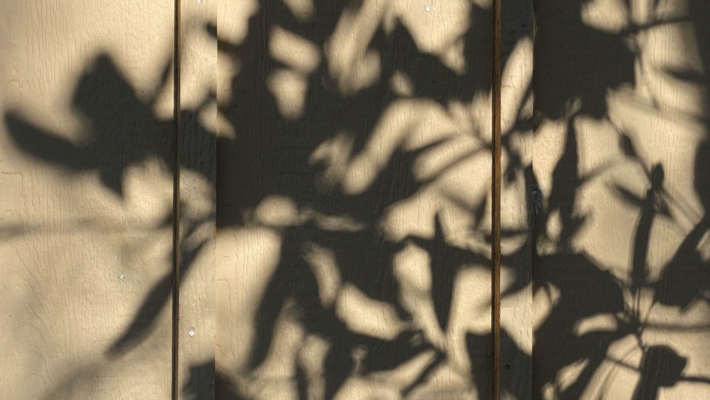 Leaf shadows falling across a sunlit wall