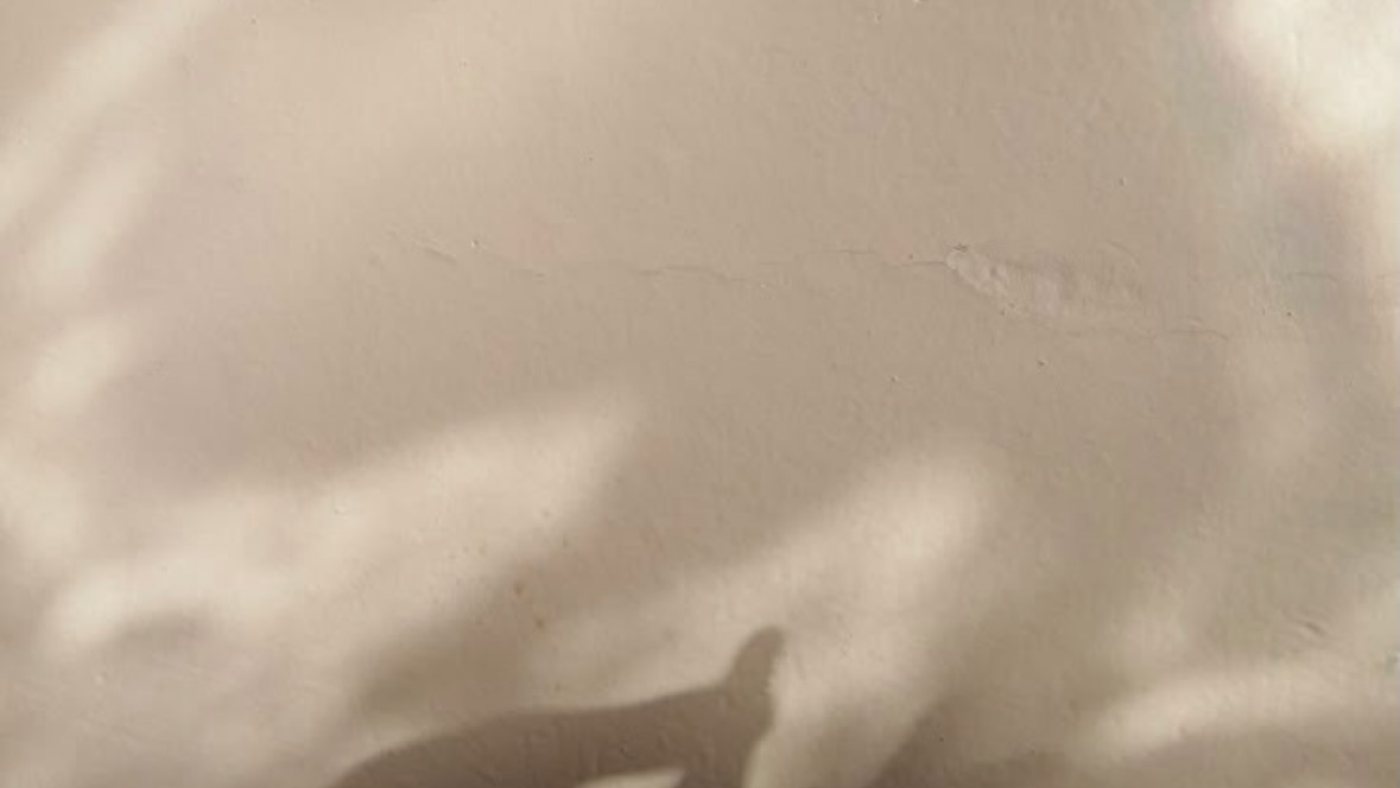 Soft shadows of leaves on a pale wall
